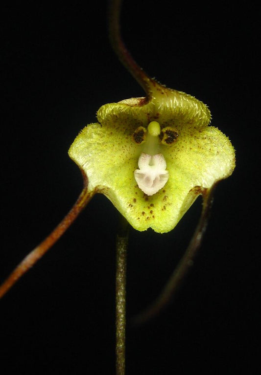 Orchid Monkey Face green