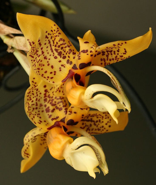 Stanhopea graveolens orchid