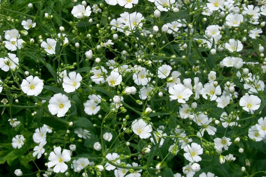 Baby's Breath White