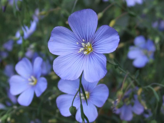 Blue flax