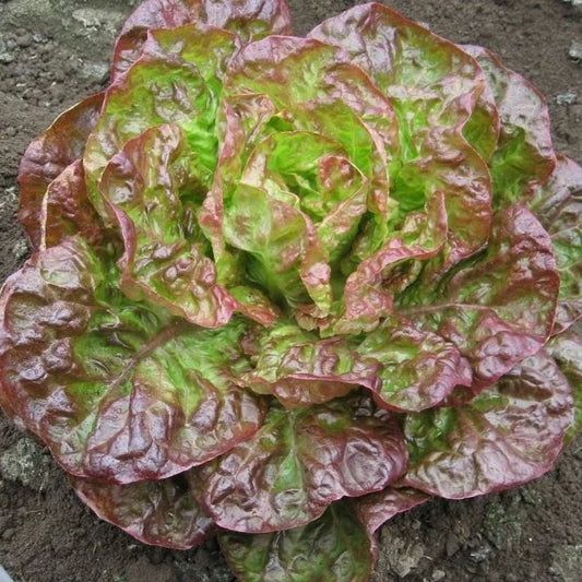 Canasta Lettuce