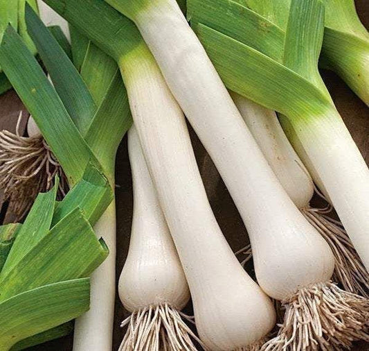 Leek 'Titus' - Allium porrum