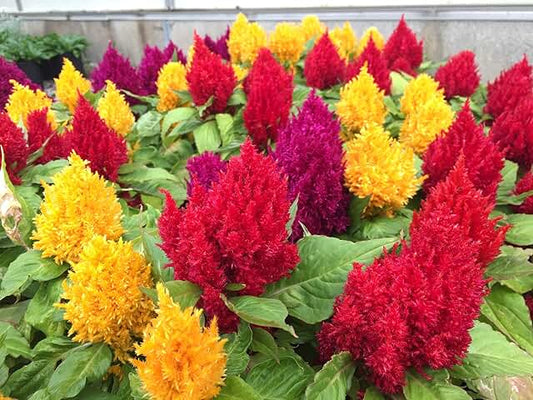 Celosia Giant mix