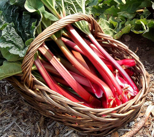 Rhubarb 'Victoria'