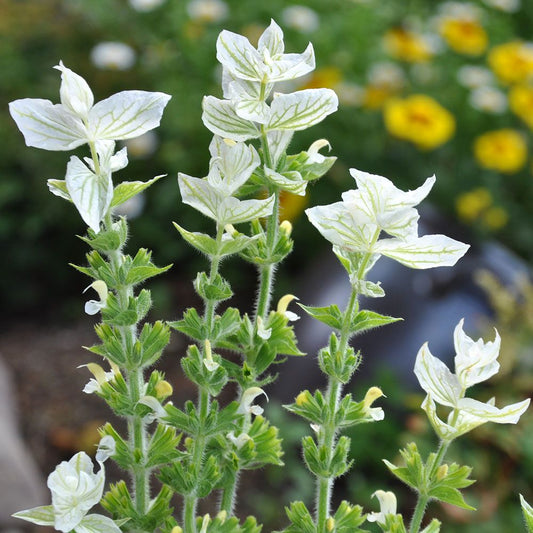 Clary Sage - White Swan