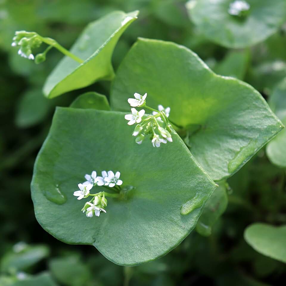 Winter Purslane Salad