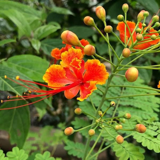 Caesalpinia pulcherrima