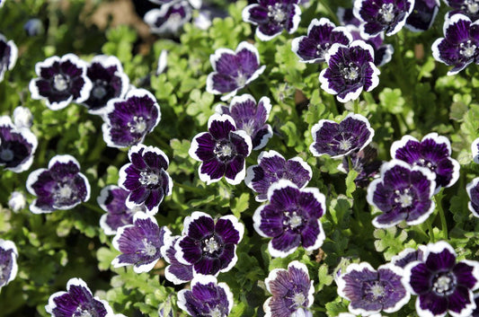 Nemophila 'Penny Black'