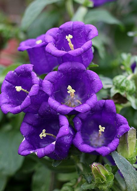 Campanula Medium