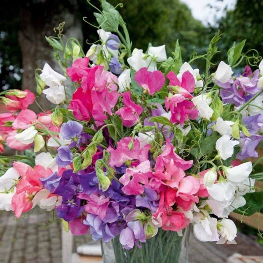 Sweet Pea 'Bijou' mix - Lathyrus odoratus