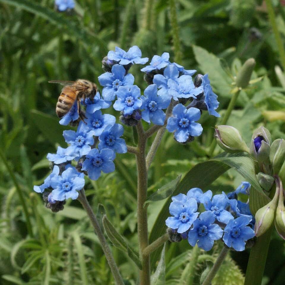 Chinese Forget me not blue