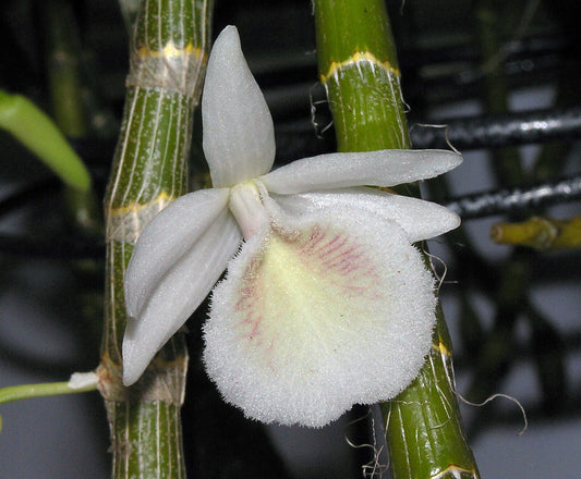 Dendrobium cretaceum orchid