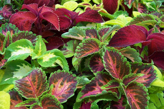 Coleus hybridus 'Rainbow' mix