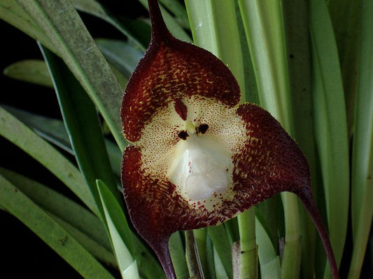 Orchid Monkey Face Purple