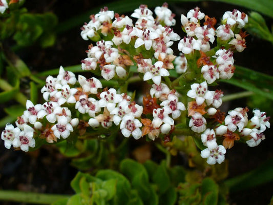 Crassula dejecta