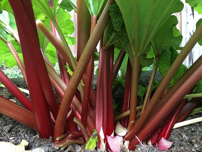 Rhubarb 'Glaskins perpetual'