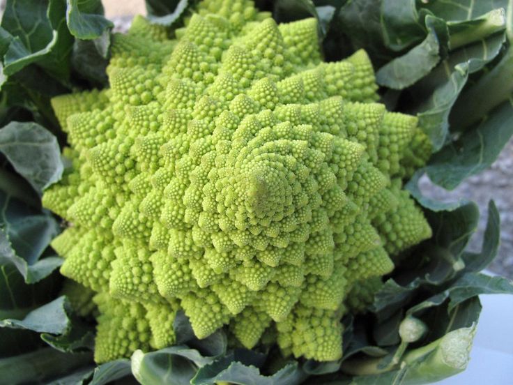 Natalino Romanesco Cauliflower