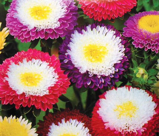 Aster Chinese Pompom Supreme Mix