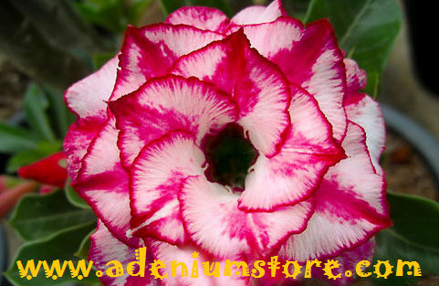 Adenium Obesum Triple Paragon