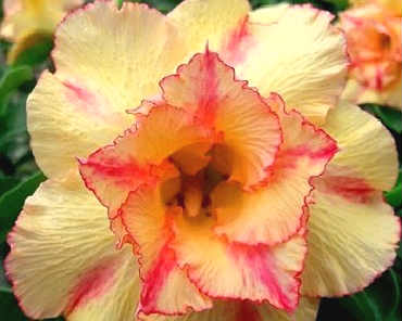 Adenium Obesum Double Orange Fire