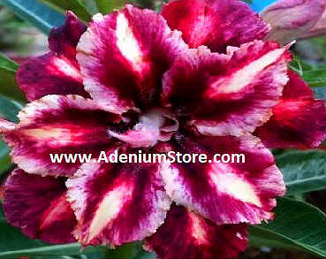 Adenium Obesum Double Sour Grapes