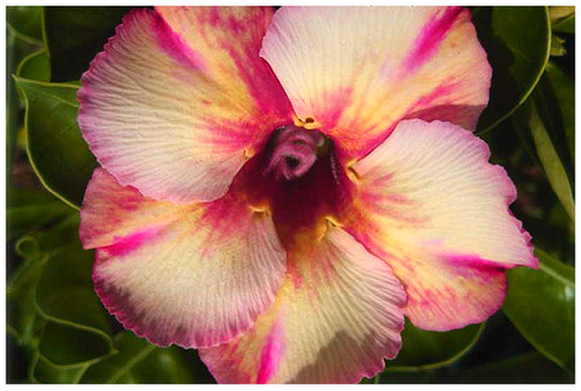 Adenium Obesum Neon Ripple