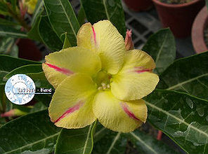 Adenium Obesum New Yellow