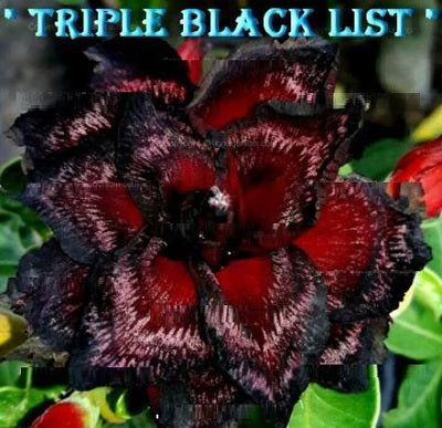 Adenium Obesum Triple Black List