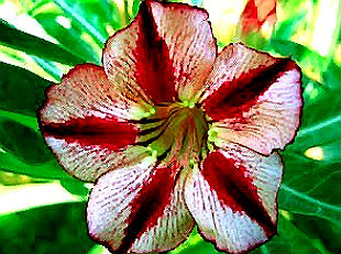 Adenium Obesum Bondy Red