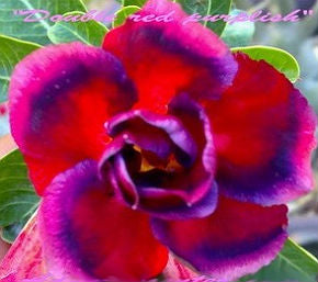 Adenium Obesum Double Red Purplish