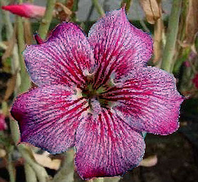 Adenium Obesum Muang Jumpa