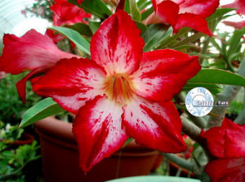 Adenium Obesum Cynthia