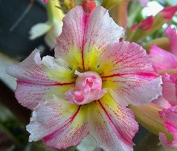 Adenium Obesum Sheer Love