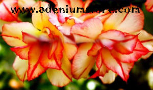 Adenium Obesum Divine Creation