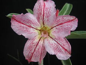 Adenium Obesum DNA