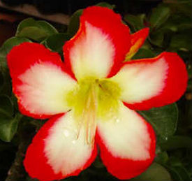 Adenium Obesum Moonlight