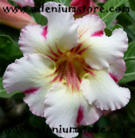 Adenium Obesum Rainbow Red