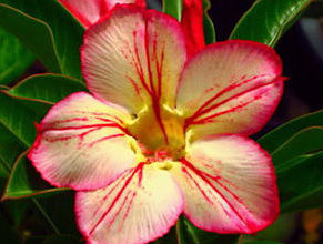 Adenium Obesum Tongdara