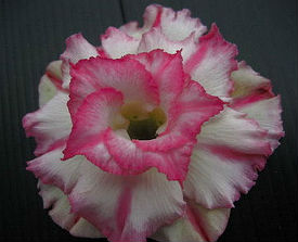 Adenium Obesum TrePet