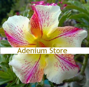 Adenium Obesum Pixie