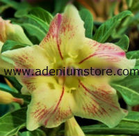 Adenium Obesum Bright of Yellow