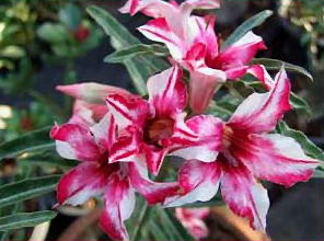 Adenium Obesum Cellona