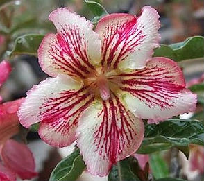 Adenium Obesum Charming