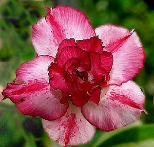 Adenium Obesum Dancing Queen