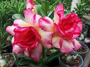 Adenium Obesum Siam Pabro