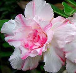 Adenium Obesum Sweet Rose