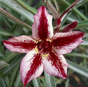 Adenium Obesum Tiny Star