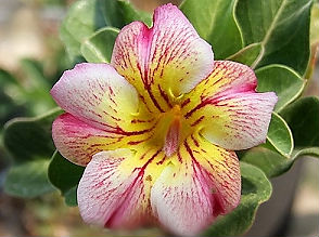 Adenium Obesum Lovely Yellow