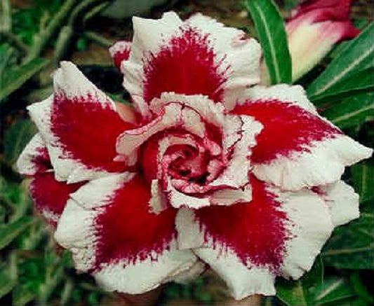 Adenium Obesum Triple Ever After