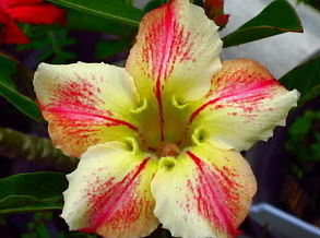 Adenium Obesum Budsaracome